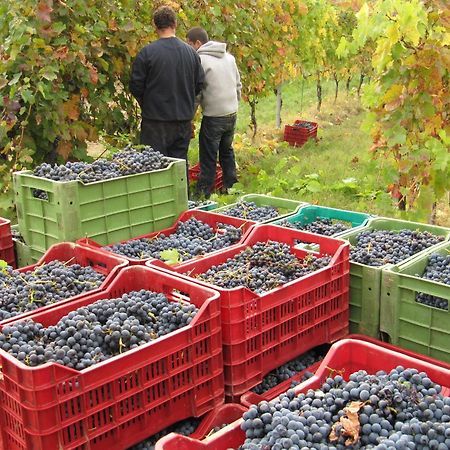 Podere Riosto Cantina&Agriturismo Піоноро Екстер'єр фото